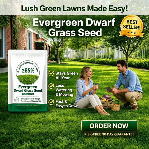 Grow A Perfect Green Lawn All Year With Our Premium Dwarf Grass Seed