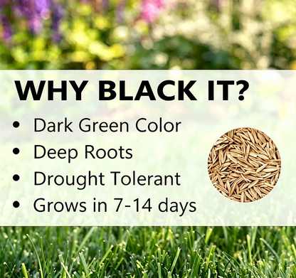 Grow A Perfect Green Lawn All Year With Our Premium Dwarf Grass Seed