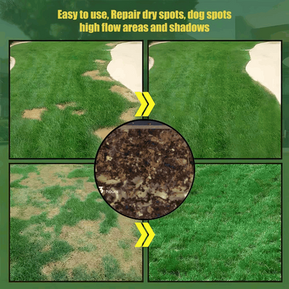 Grow A Perfect Green Lawn All Year With Our Premium Dwarf Grass Seed