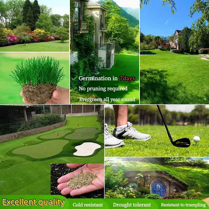 Grow A Perfect Green Lawn All Year With Our Premium Dwarf Grass Seed