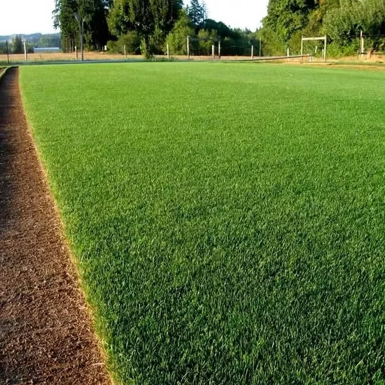 Grow A Perfect Green Lawn All Year With Our Premium Dwarf Grass Seed