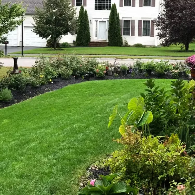 Grow A Perfect Green Lawn All Year With Our Premium Dwarf Grass Seed