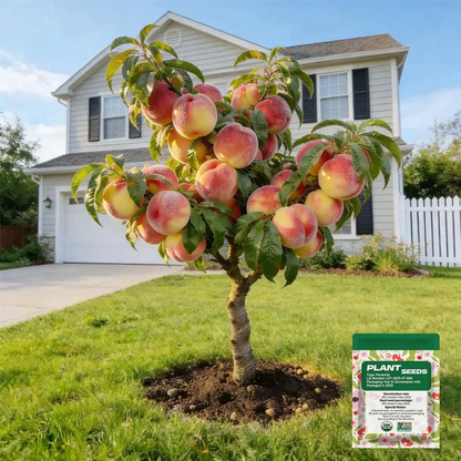 Premium Peach Tree Seeds | Grow Juicy Sweet Peaches In Your Backyard Easily