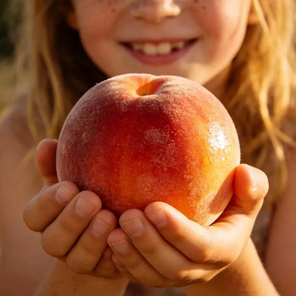 Premium Peach Tree Seeds | Grow Juicy Sweet Peaches In Your Backyard Easily
